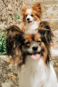 Two Papillon Dogs on Historic Stone Staircase Outdoors