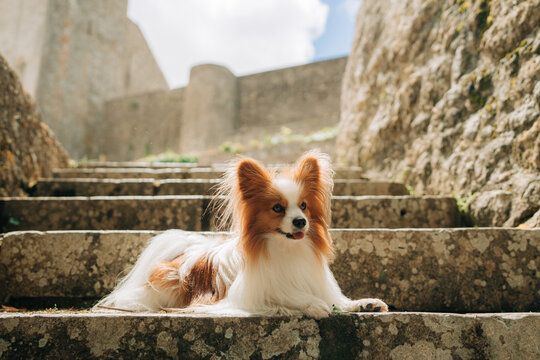 Papillon dog lying on stone stairs in warm natural sunlight