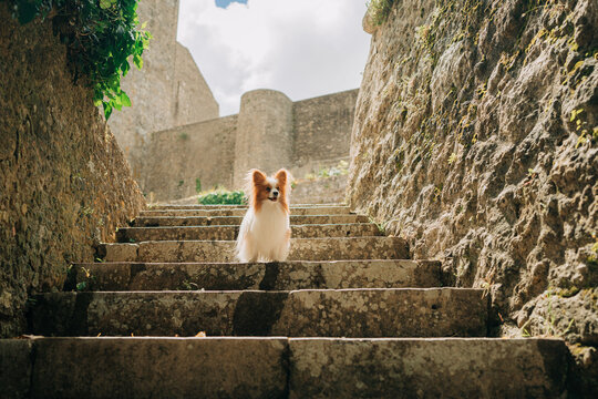 Papillon dog on ancient stone staircase with fortress background