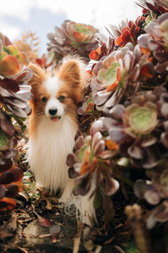 Cheerful papillon dog smiling among vivid succulent plants in wa