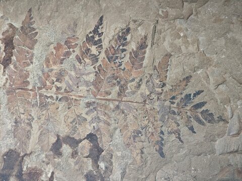 Fossils of Ferns Found in Stone From Ancient Times
