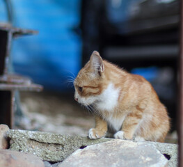 Cute ginger kitten walking forward on the ground © aikshwe