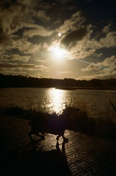 Dog Walk on a Dock by the Water