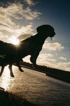 Dog Silhouette 