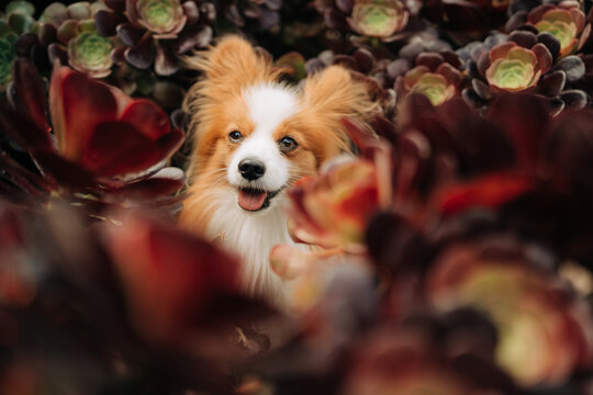 Happy Papillon Dog Framed by Colorful Succulent Plants