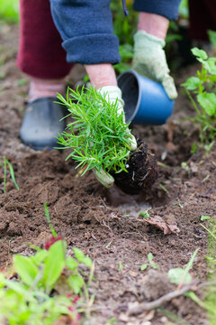 Planting Rosemary