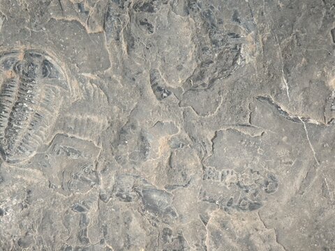 Trilobite Fossils Found in Stone 