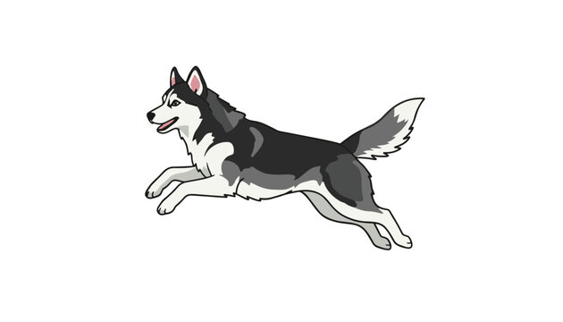 Siberian husky dog jumping and running midair with a happy expression isolated on a clean white background.