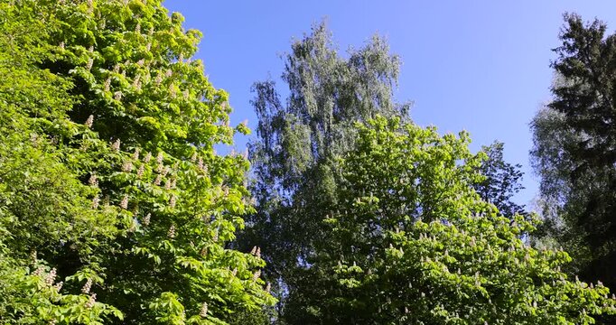 trees with green foliage in the springtime of the year in sunny weather , different types of trees in a mixed forest in warm weather in bright sunlight, blue sky