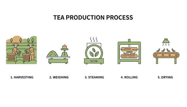 Informative infographic diagram outlining the five key stages of the traditional organic tea production process.