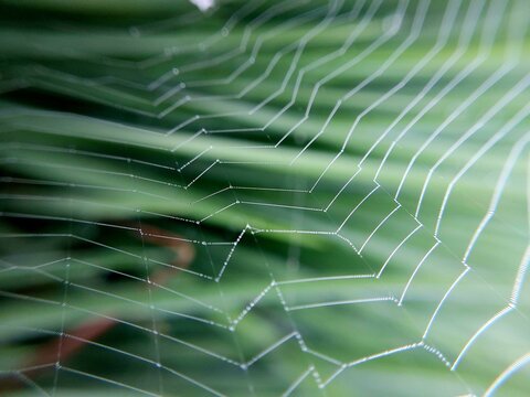 Zigzag-shaped spiderweb against a blurred background.