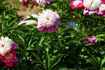 Fototapeta premium Varietal pink peonies bloom in a garden during spring showcasing their vibrant colors and lush green leaves