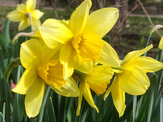 Obraz premium Daffodil (Narcissus) flower in spring garden