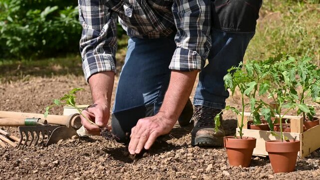 Close up of farmer's hands planting tomato seedling in soil in organic field. Garden work in spring. Traditional agriculture. Footage.