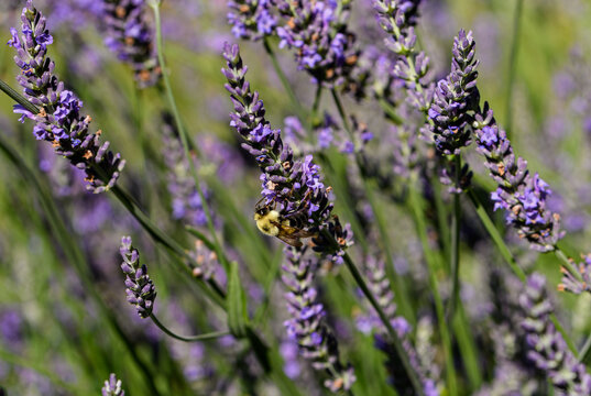 Bumblebee is a member of the genus Bombus part of Apidae on a Lavender flower. Lavender plants are highly fragrant, drought-tolerant perennials with beautiful purple blooms and aromatic foliage.