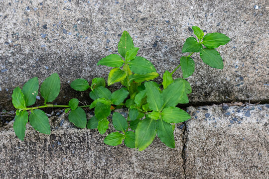 Top-down view of a resilient green plant growing out of a deep crack in a rough grey concrete pavement. This conceptual image represents survival, hope, strength, and the power of nature overcoming ur
