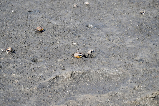 Northern Calling Fiddler Crab on the beach.