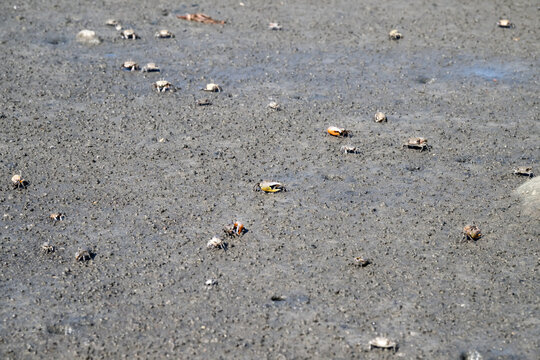 Northern Calling Fiddler Crabs on the beach.