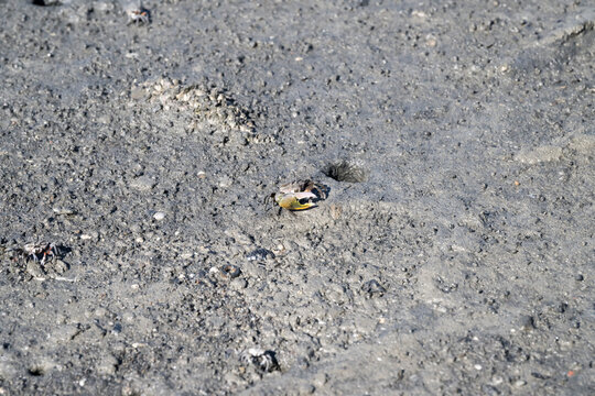 Northern Calling Fiddler Crab on the beach.