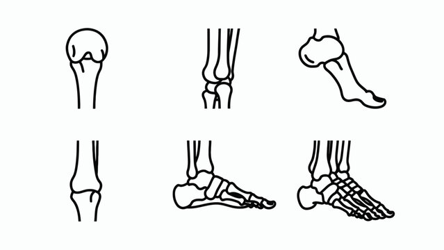 Human Bone Anatomy Illustrations: Shoulder, Tibia, Fibula, and Foot Skeletons