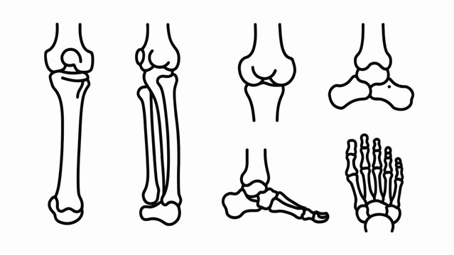 Human Leg and Foot Bone Anatomy Illustrations