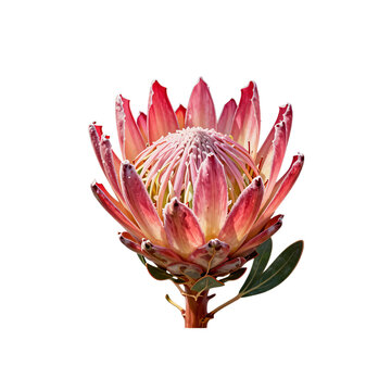 Beautiful king protea with pink petals and green leaves isolated on white background
