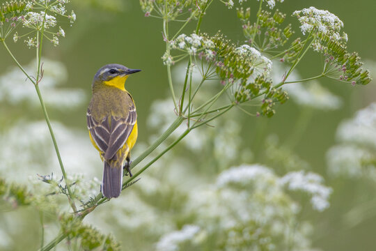 Yellow wagtail - male bird in summer at a wet fields