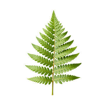 Isolated fern frond against a plain white backdrop creates a botanical composition