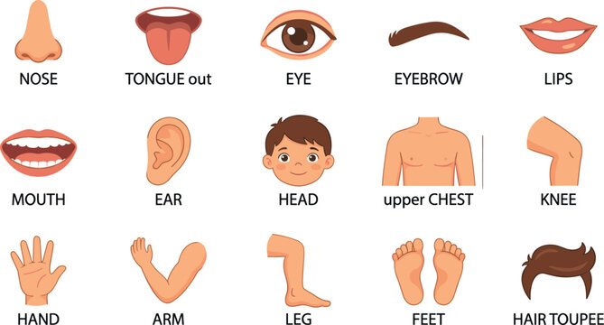 Human body parts cartoon vector illustration set icon collection with labels for educational kids vocabulary learning isolated