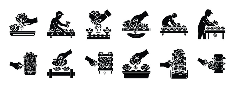 hydroponic lettuce harvesting icon set, black color and white background