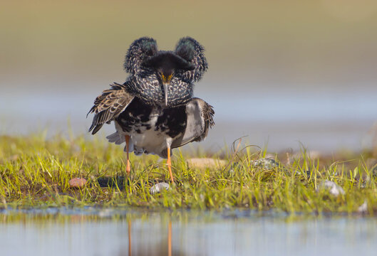 Ruff - male bird at a wetland on the mating season in spring
