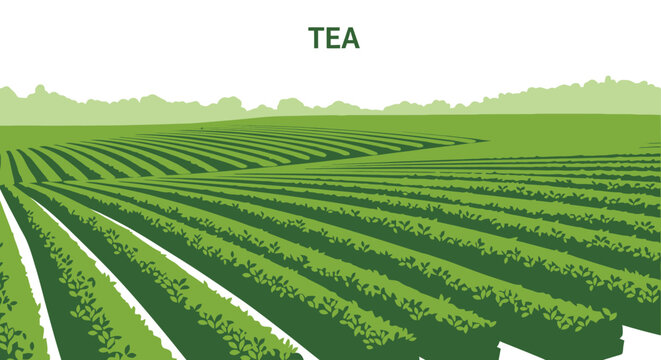 Vibrant illustration of tea plantation rows in a green landscape.