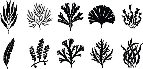 Black seaweed silhouettes on white background, ocean plants © Md