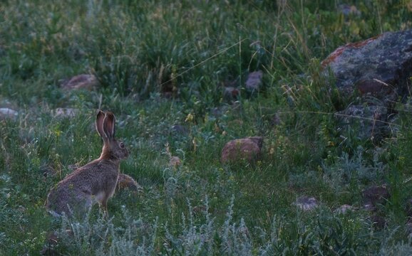 Wild jackrabbit sitting in a grassy field with rocks. Commercial wildlife concept for nature backgrounds, environmental conservation themes, text copy space, education, and travel editorial projects.