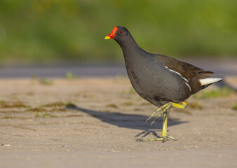 Obraz premium The common moorhen - adult bird in spring