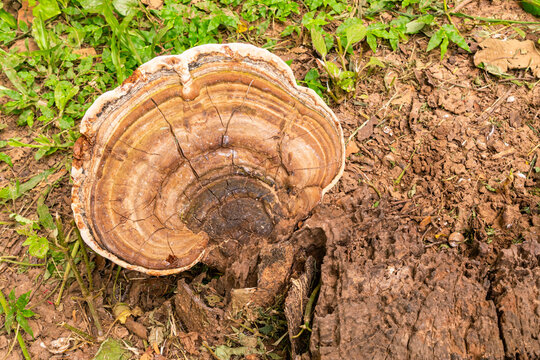 Top view of natural mushroom growing on old  tree stump