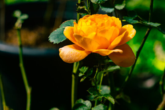 Closeup of blooming orange rose flower in botanical garden.