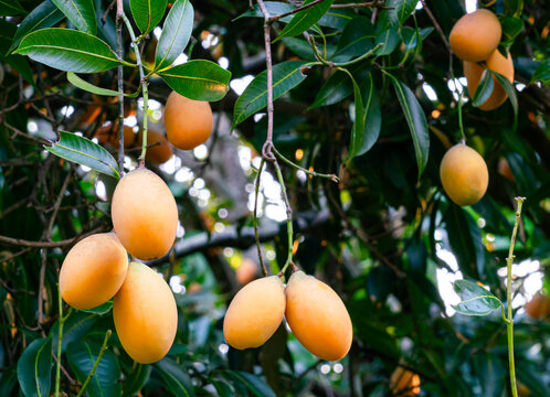 Bunches of marian prum fruit