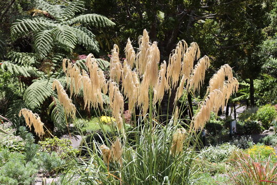 toetoe, type of native New Zealand grass, large feathery cream-colored plumes  (Austroderia species) 4362