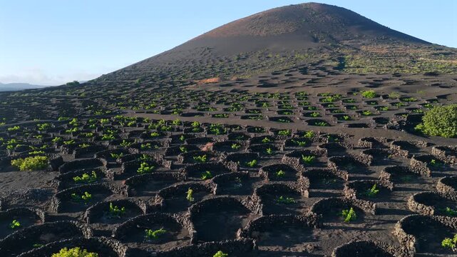 Aerial Sunset View of the Volcanic Vineyards and Ash Craters in La Geria Lanzarote