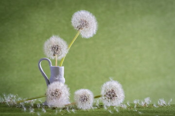 Fluffy dandelion flowers in vase  Taraxacum Officinale  © ramona georgescu