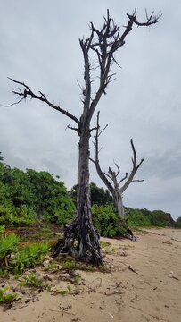 Bare Trees at the Beach in Low Tide Time