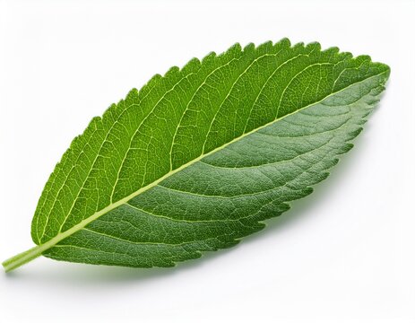 fresh lemon verbena leaf single isolated on white background