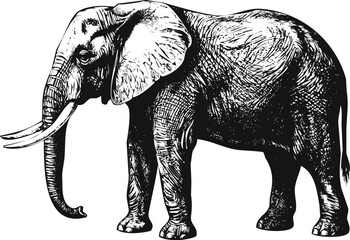 Fototapeta premium African Elephant standing in profile with detailed texture and stark contrast during a studio shot concept for wildlife campaigns