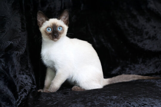 Purebred Siamese kitten with blue eyes on dark background