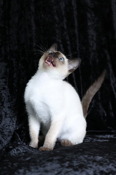 Purebred Siamese kitten with blue eyes on dark background