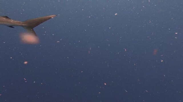 4K Video of a Lone Silky Shark Swimming in Blue Open Water, Jupiter, Florida
