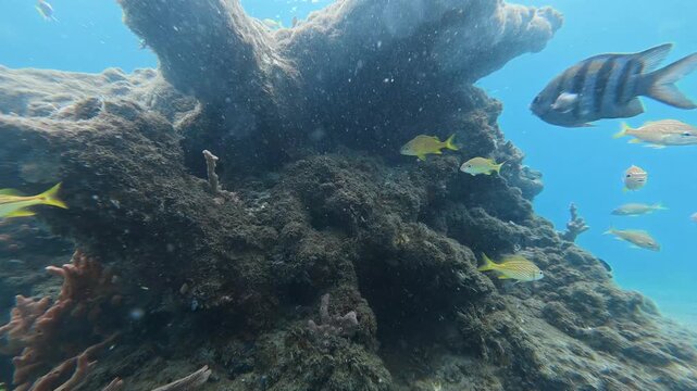 Subaquatic Sanctuary: 4K Close-Up of Tropical Fish Navigating the Renowned Blue Heron Bridge Snorkeling Trail, Florida