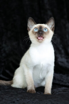 Purebred Siamese kitten with blue eyes on dark background