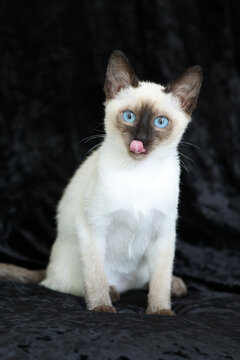 Purebred Siamese kitten with blue eyes on dark background